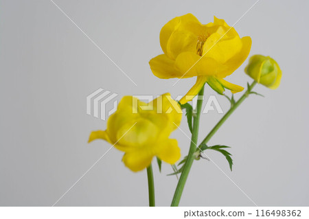 Yellow flower on white background 116498362
