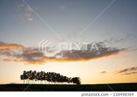 Twilight sky and birch trees 116498364