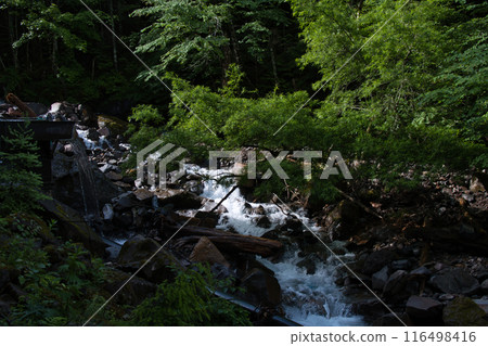 Yatsugatake Forest 116498416
