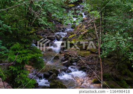 Yatsugatake Forest 116498418