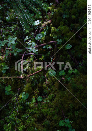 Yatsugatake Forest 116498421