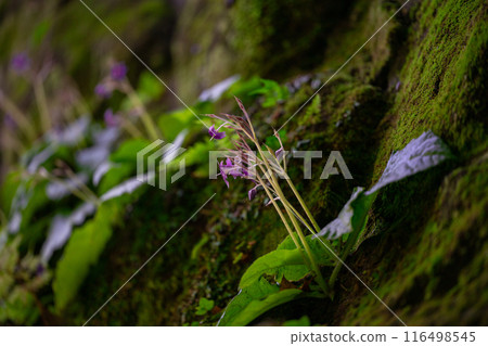 長滿青苔的岩石上的花朵 長滿青苔的岩石上的花朵 116498545