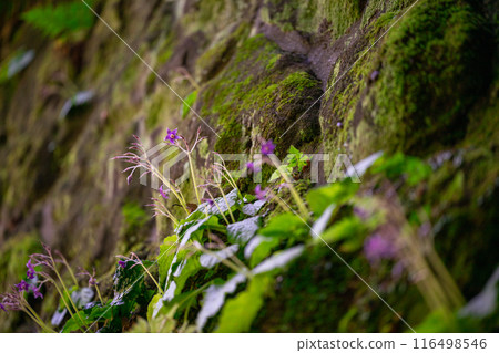 長滿青苔的岩石上的花朵 長滿青苔的岩石上的花朵 116498546