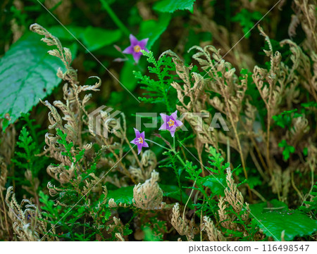 長滿青苔的岩石上的花朵 長滿青苔的岩石上的花朵 116498547