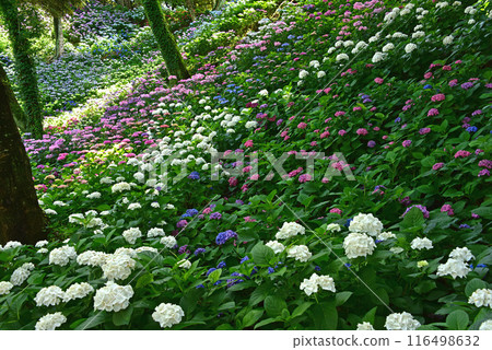 靜岡縣 香井百合園 繡球花田 116498632
