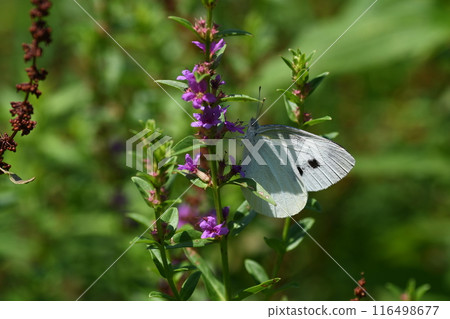 Cabbage White Butterfly Ryuhoji Temple 116498677