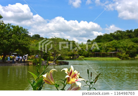 Shizuoka Prefecture Kasui Lily Garden Lilies 116498703