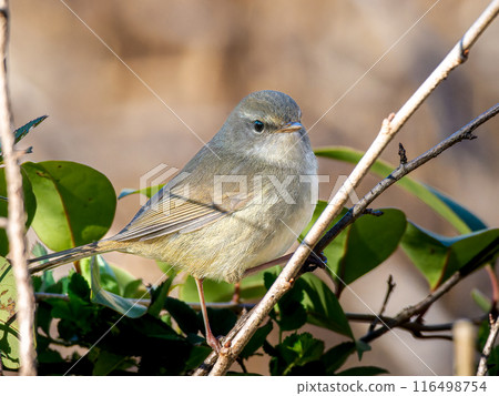 Ugis sticking to a branch Ugis sticking to a branch 116498754