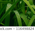 雨淋濕了 116498824