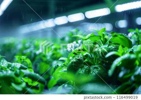 Greenhouse with IoT water sensors 116499019