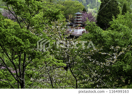 Kurikara Pass的雙櫻花 116499163