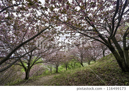 Double cherry blossoms at Kurikara Pass 116499173