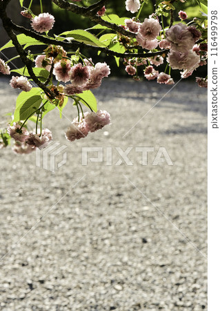 菊花盛開的小山神社 116499798