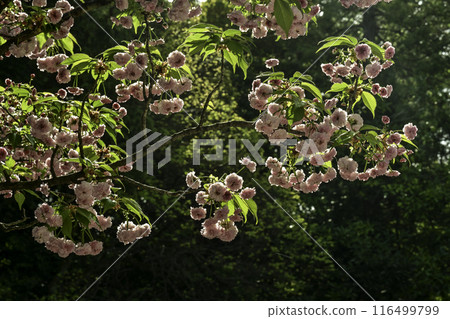 菊花盛開的小山神社 116499799