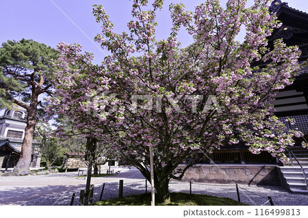 菊花盛開的小山神社 116499813