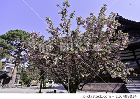 菊花盛開的小山神社 116499814