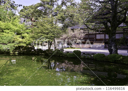 菊花盛開的小山神社 116499816