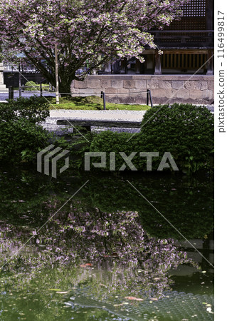 菊花盛開的小山神社 116499817