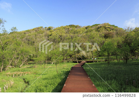The dazzling fresh greenery and young grass of Koajiro Forest 116499828