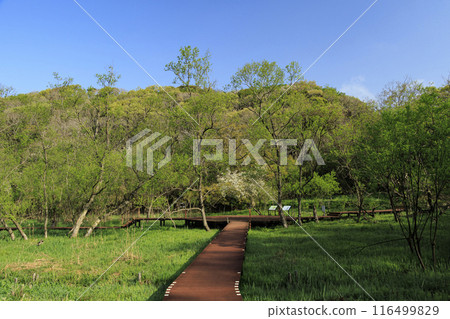小次郎森林，綠草如茵、綠草如茵的濕地 116499829