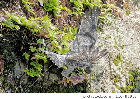 遊隼飛行時進食 116499915