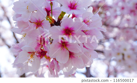 Cherry blossoms in full bloom at Awashima Shrine Cherry blossoms in full bloom at Awashima Shrine 116500017