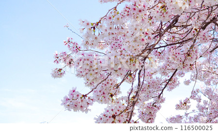 Cherry blossoms in full bloom at Awashima Shrine 116500025