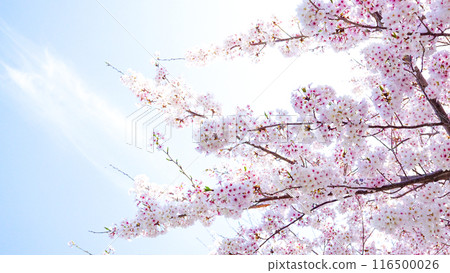 Cherry blossoms in full bloom at Awashima Shrine 116500026