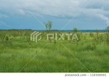 peat fen landscape with small birch trees peat fen landscape with small birch trees 116500091