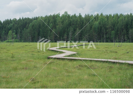 wooden walkway on educational nature trail in the protected peat fen landscape wooden walkway on educational nature trail in the protected peat fen landscape 116500098