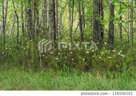 blooming ledum on the edge of the swamp blooming ledum on the edge of the swamp 116500101