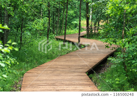 wooden walkway on an educational nature trail in the forest 116500248