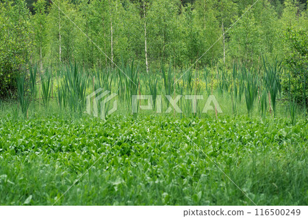 Green fen with reeds and birch trees in the forest Green fen with reeds and birch trees in the forest 116500249