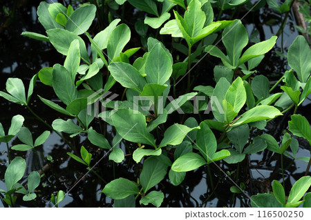 bogbean leaves above the water surface in a swamp close-up bogbean leaves above the water surface in a swamp close-up 116500250