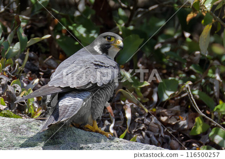 Adult Peregrine Falcon on alert 116500257