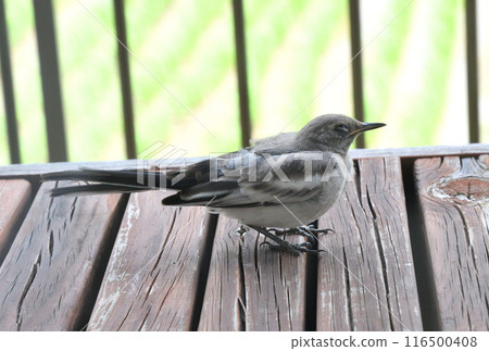 The young bird of the cabbage The young bird of the cabbage 116500408