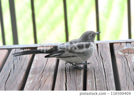 The young bird of the cabbage 116500409