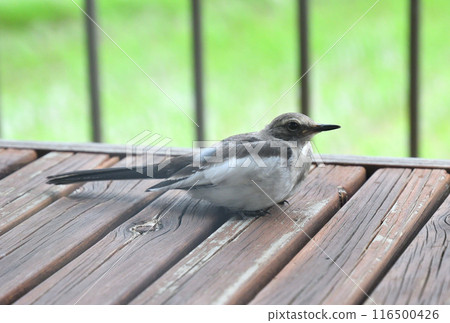 白菜的幼鳥 白菜的幼鳥 116500426