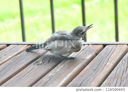The young bird of the cabbage 116500443
