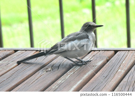 The young bird of the cabbage 116500444