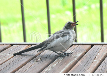 The young bird of the cabbage 116500450