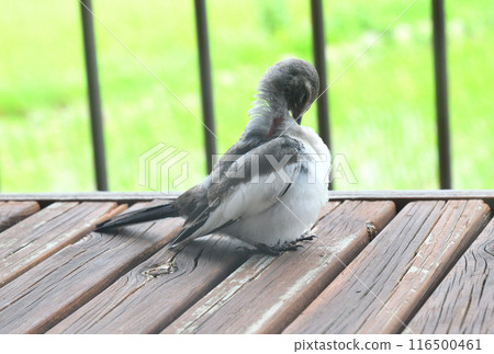 The young bird of the cabbage 116500461