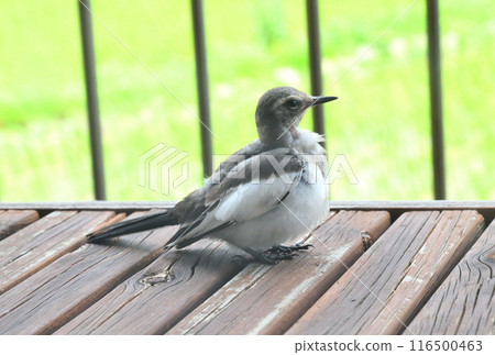 The young bird of the cabbage 116500463