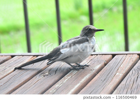 白菜的幼鳥 116500469