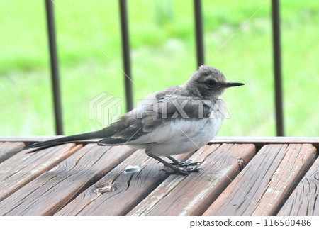 The young bird of the cabbage The young bird of the cabbage 116500486