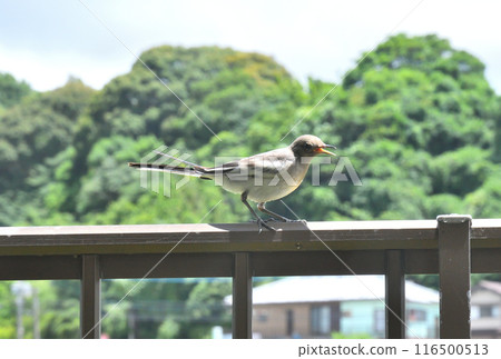 The young bird of the cabbage 116500513