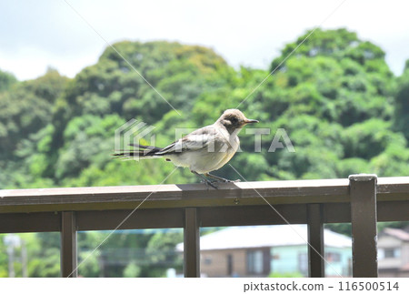 白菜的幼鳥 116500514
