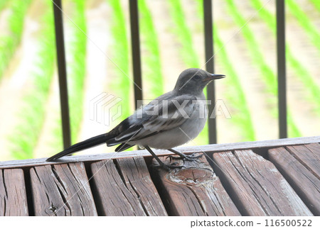 白菜的幼鳥 116500522