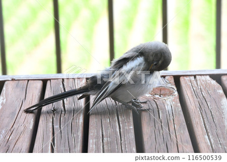白菜的幼鳥 116500539