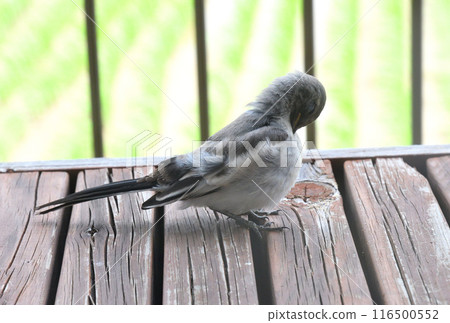 The young bird of the cabbage 116500552